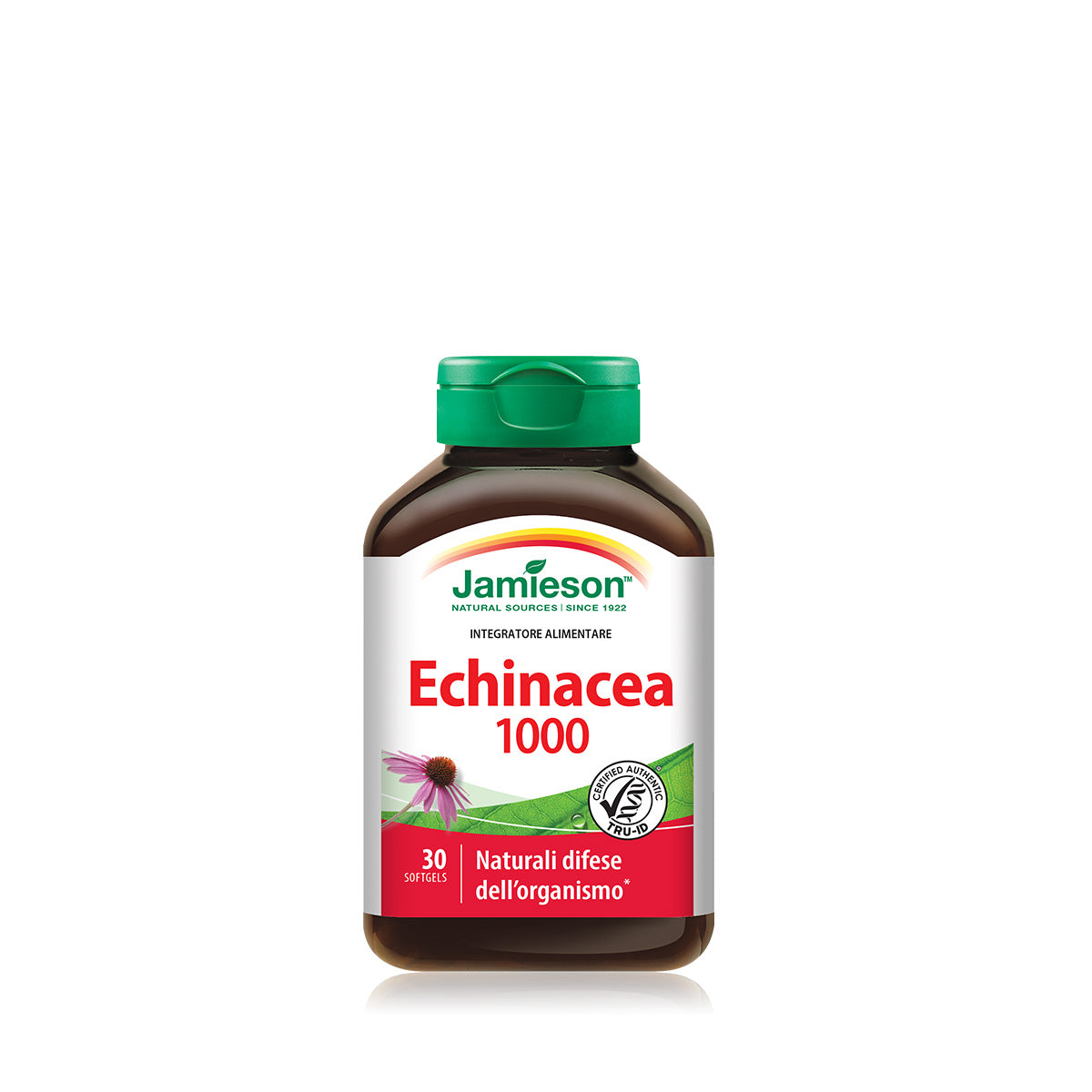 Echinacea